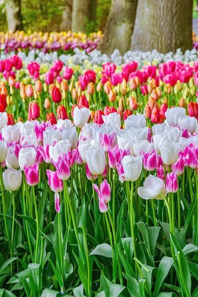 Květinové Záhony Tulipánů Zahradě Jaro Nizozemsku — Stock fotografie