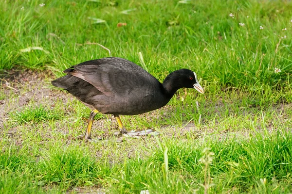 位于海岸的欧亚鳕鱼 Fulica Atra — 图库照片