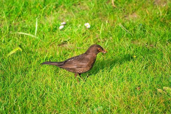 Pájaro Negro Común Hierba Busca Alimento — Foto de Stock