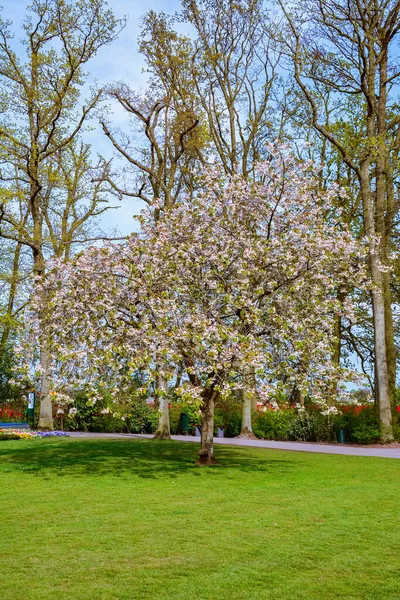 Bloeiende Boom Het Voorjaar Het Park — Stockfoto