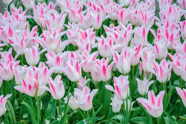 Bahçedeki lale çiçekleri. Hollanda 'da İlkbahar