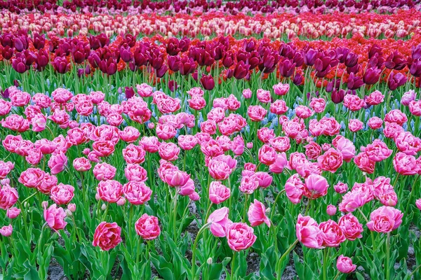 Květinové Záhony Tulipánů Zahradě Jaro Nizozemsku — Stock fotografie