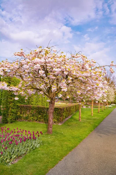 Spring Park Lisse Netherlands — Stock Photo, Image