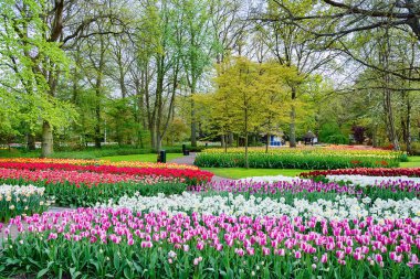 Parkta ilkbahar. Lisse, Hollanda..
