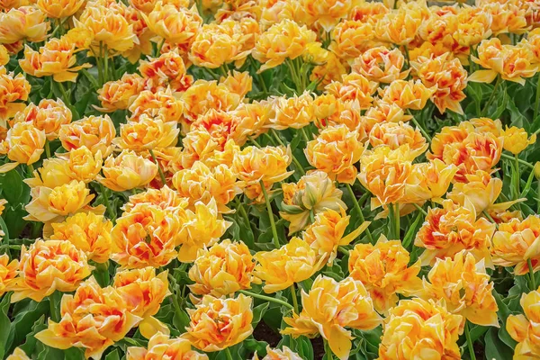 Flowerbed Tulips Garden Springtime Netherlands — Stock Photo, Image