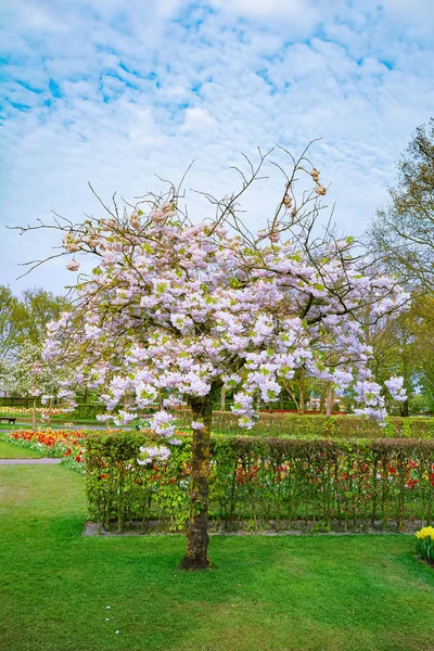 Lente Het Park Lisse Nederland — Stockfoto