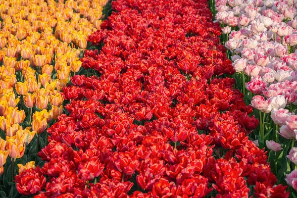 Саду Повно Тюльпанів Період Нідерландах — стокове фото