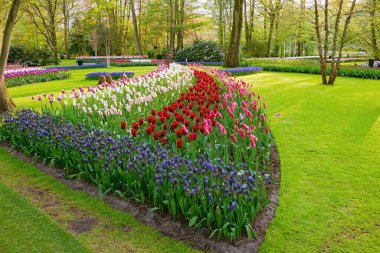 Parkta ilkbahar. Lisse, Hollanda..