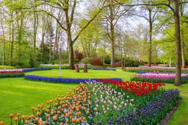 Parkta ilkbahar. Lisse, Hollanda..