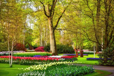 Parkta ilkbahar. Lisse, Hollanda..