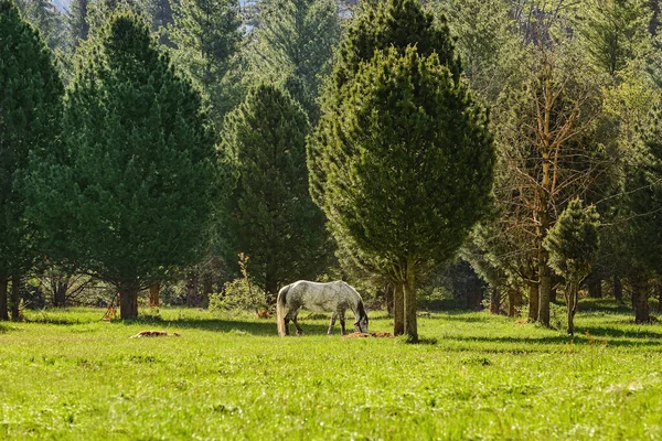 Cavalo Pastoreia Gramado Perto Floresta — Fotografia de Stock