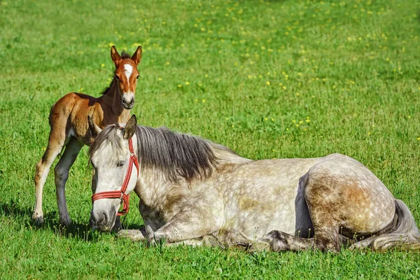 Caballo Con Potro Césped Verde — Foto de Stock