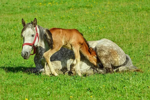 Häst Med Föl Den Gröna Gräsmattan — Stockfoto