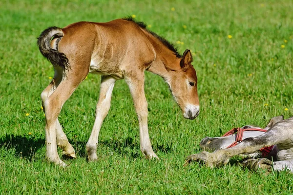 Paard Met Veulen Het Groene Grasveld — Stockfoto