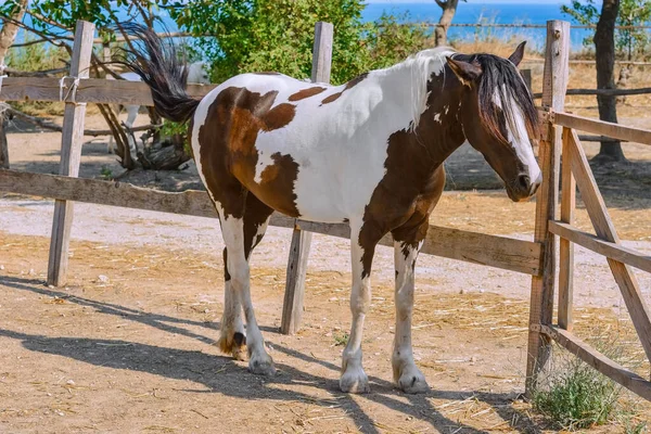 Caballo Paddock — Foto de Stock