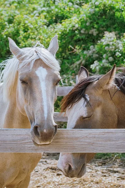 Portré Egy Palomino Kancáról Kifutón — Stock Fotó