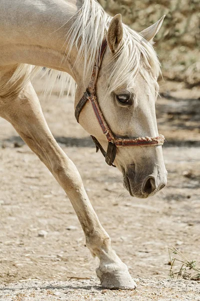 Retrato Uma Égua Palomino Cais — Fotografia de Stock