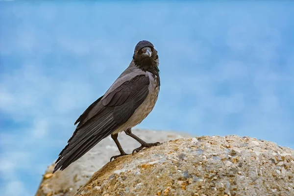 Crow Perched Stone Black Sea Bulgaria — Stock Photo, Image