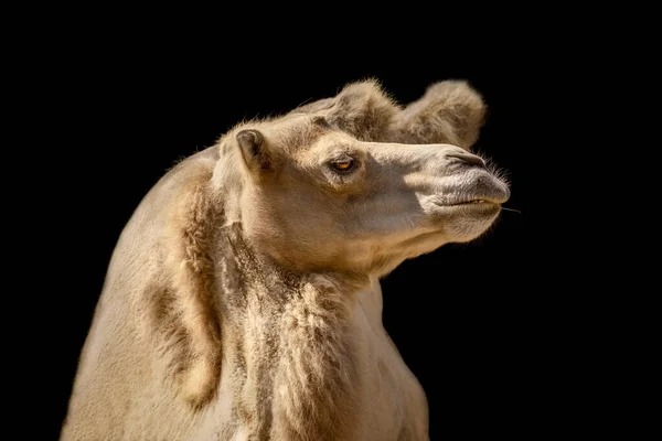 Portrait Camel Dark Background — Stock Photo, Image