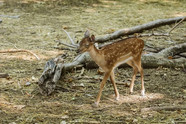 Fawn Passeggia Nella Foresta — Foto Stock