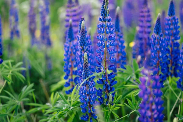 Fleurs de lupin sur le terrain — Photo