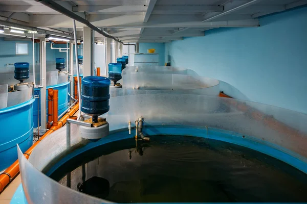 Tanques redondos con aireación automática y suministro de alimentos compuestos para el cultivo de esturiones en la piscifactoría moderna — Foto de Stock