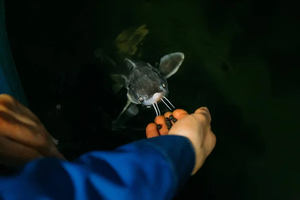Feeding sturgeon fish with one hand in fish farm