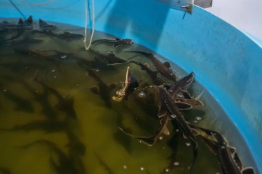 Mersin balığı çiftliğinde havası olan yuvarlak mavi plastik tankta mersin balığı kızartması.