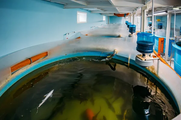 Круглые резервуары с автоматической аэрацией и комплексным питанием для выращивания осетровых рыб на современной рыбной ферме — стоковое фото