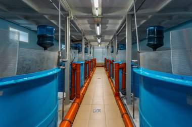 Balık çiftliğinde mersin balığı yetiştirmek için yuvarlak tanklar