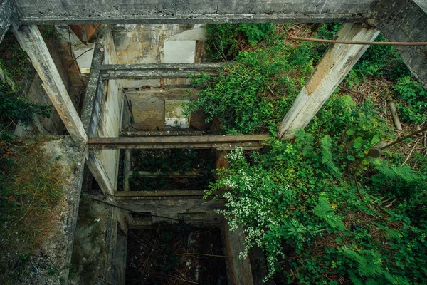 Uvnitř zničené budovy zarostlé rostlinami. Příroda a opuštěná architektura, zelená post-apokalyptická koncepce — Stock fotografie