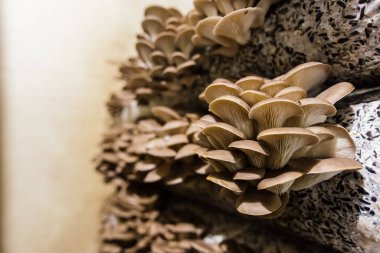 İstiridye mantarı yetiştirme çiftlikte yağ keki substratında yetişiyor.