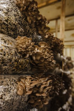 İstiridye mantarı yetiştirme çiftlikte yağ keki substratında yetişiyor.