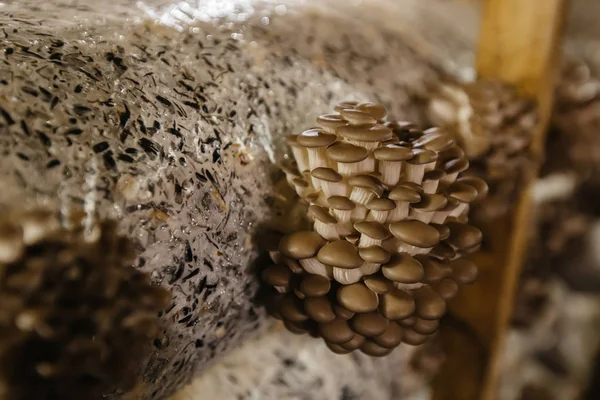 Oyster mushroom cultivation growing in farm on oil cake substrate — 스톡 사진