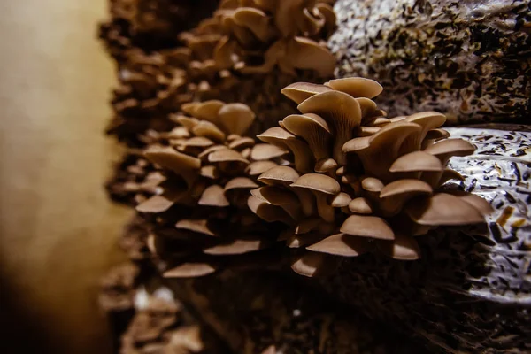 Oyster mushroom cultivation growing in farm on oil cake substrate — Stock Photo, Image