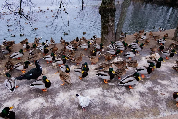Muchos patos en el parque de la ciudad en invierno — Foto de Stock