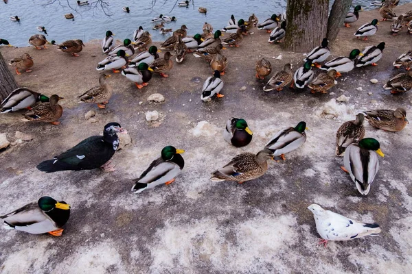 Muchos patos en el parque de la ciudad en invierno — Foto de Stock