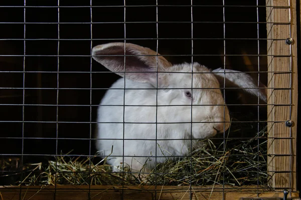 Белый кролик в клетке на ферме — стоковое фото