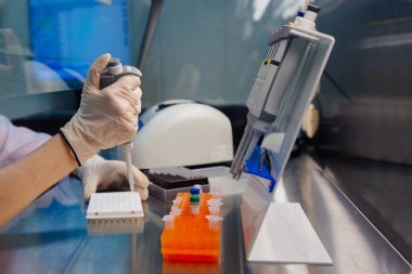 Bilimadamı pipeti kullanarak elektroforez için DNA örnekleri koyuyor.