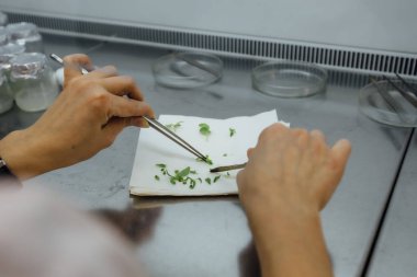 Biyoteknoloji laboratuvarında deney tüpünde tüp üretmek için mikro bitkilerin üretimi