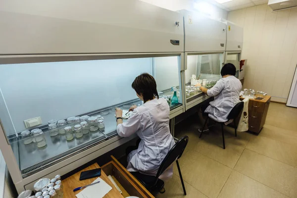 Bilim adamları laminar kutuda çalışıyorlar. Mikro bitkilerin tüp bebek üretimi için hazırlanması — Stok fotoğraf