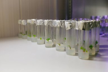 Test tüplerinde klonlanmış mikro bitkiler ve besin maddeleri. Mikroüreme teknolojisi tüp bebek.