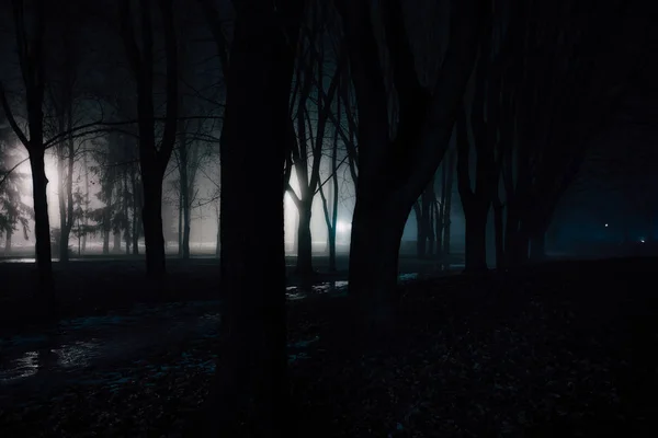 Forêt brumeuse sombre et effrayante la nuit — Photo