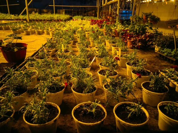 Growing of carnation in plastic flower pots in greenhouse — Stock Photo, Image