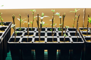 Poplar seedlings, rooted cuttings, in multi-cell growing trays
