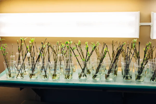 Esquejes de plantas de álamo de pie en agua o solución fitohormonal para el crecimiento radicular — Foto de Stock