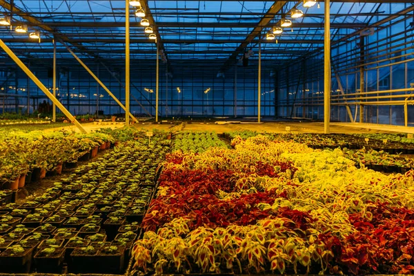 Akşamları modern serada yapay ışık koşullarında renkli koleus bitkileri yetişiyor. — Stok fotoğraf