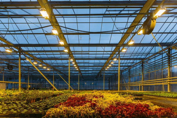 Fargerike koleusplanter som vokser i moderne drivhus om kvelden ved kunstige lysforhold – stockfoto
