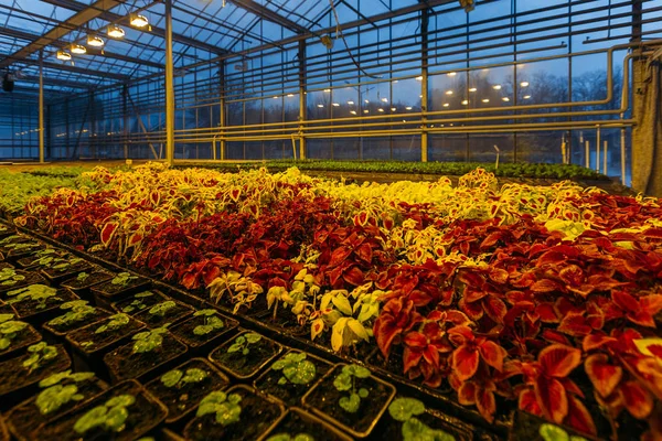 Kleurrijke coleus planten groeien in de moderne kas in de avond bij kunstlicht omstandigheden — Stockfoto