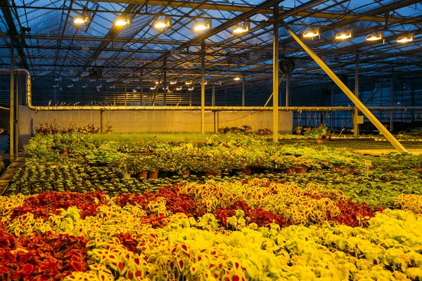 Plantas coleus coloridas crescendo em estufa moderna à noite em condições de luz artificial — Fotografia de Stock